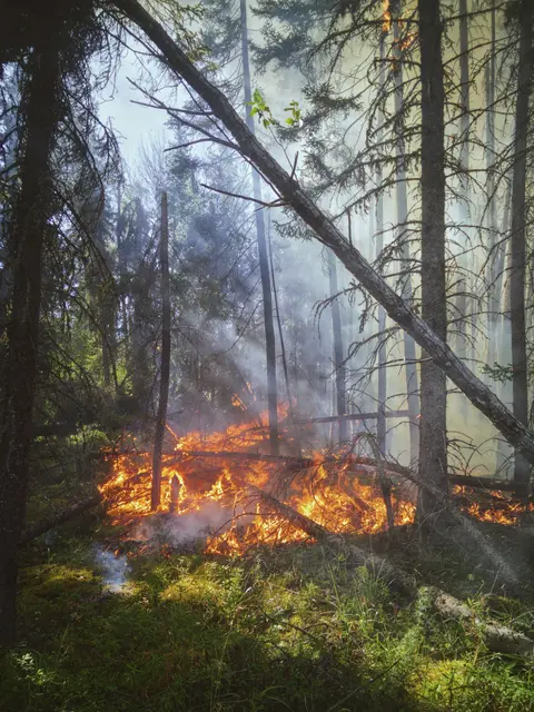 Viele Waldbrände entstehen durch Unachtsamkeit und offenes Feuer | Foto: Landon