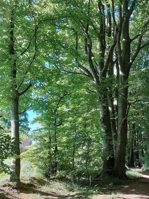 Im Höpen bei Fleestedt stehen viele alte Buchen | Foto: Grüne Seevetal