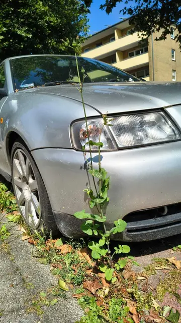 Das Fahrzeug ist von Wildwuchs umgeben | Foto: sb