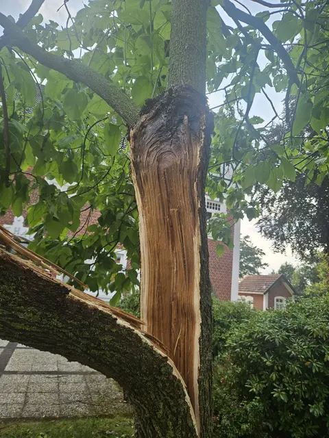 Der Baum musste nach Blitzeinschlag gefällt werden | Foto: Samtgemeinde Tostedt