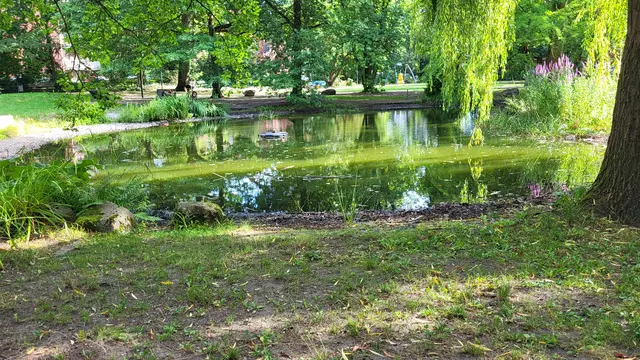 Der Rathausteich im Herzen von Buchholz dümpelt derzeit ungepflegt vor sich hin | Foto: sh