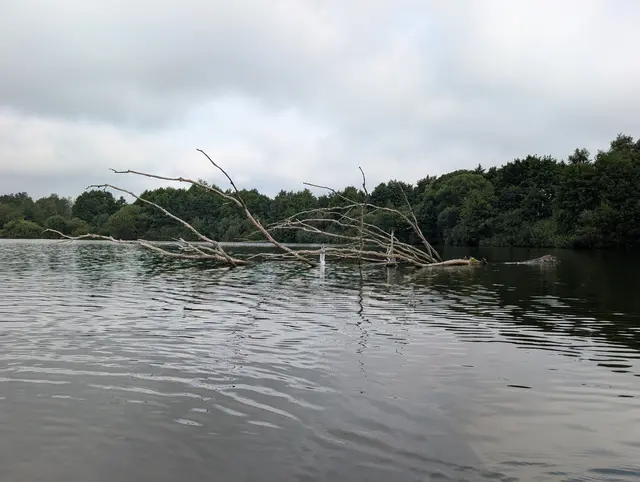 Verheddert in eine Angelschnur wurden jetzt verendete Wildvögel im Steller See entdeckt. Deren tragischer Tod hätte sich verhindern lassen, wenn alle sich an die geltenden Verhaltensregeln im Naturschutzgebiet hielten | Foto: ©Landkreis Harburg