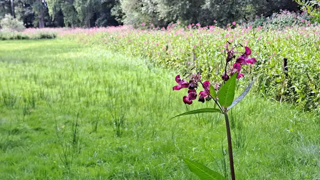 Das invasive „Drüsige Springkraut“ | Foto: Kallenberg