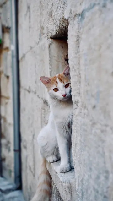 Foto: Ferhat Kocakaya