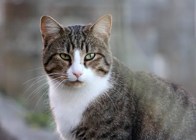 Katzen sind als Haustier sehr beliebt | Foto: Marie-Claude Vergne