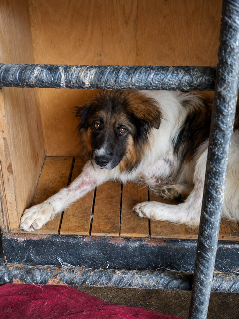 Moses | Foto: Scheer-Gerowski 