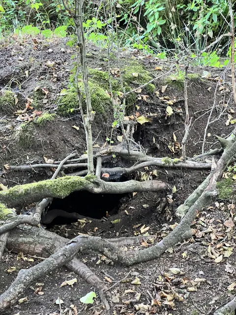 Der Eingang zu einer Nutria-Höhle in der Nähe eines Gewässers | Foto: Daniel Beneke/LK Stade