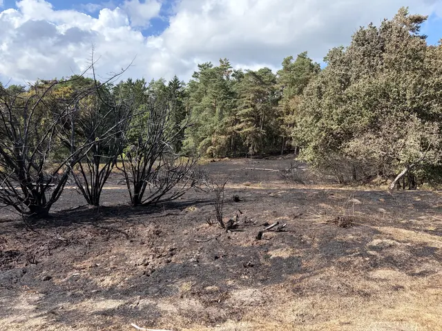 Die Feuerwehr konnte ein Übergreifen des Flächenbrandes auf den angrenzenden Kleckerwald verhindern | Foto: hg