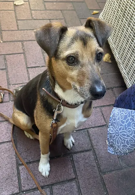 Mischa ist ein lieber Mischlingsrüde | Foto: Tierschutz Stade