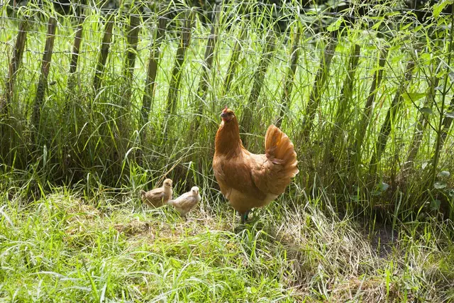 Ein Tag für drei Kulturdenkmale: „Von Wagenrädern, Wasserkraft und Landwirtschaft“ - Landleben wie früher auf dem Museumsbauernhof in Wennerstorf am 23.8. | Foto: FLMK