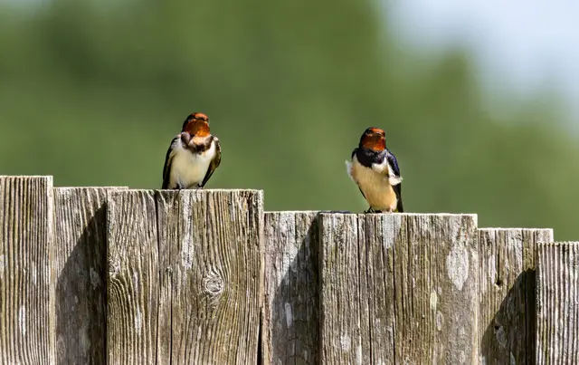 Rauchschwalbenpärchen | Foto: Gabi Feger-Dupuis