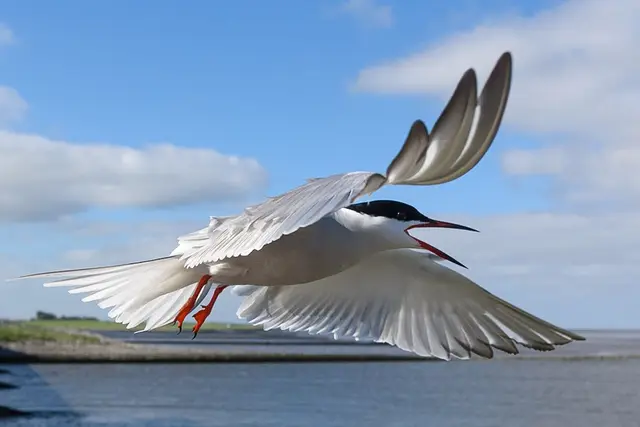 Küstenseeschwalbe im Verteidigungsmodus | Foto: Heinz Hannappel