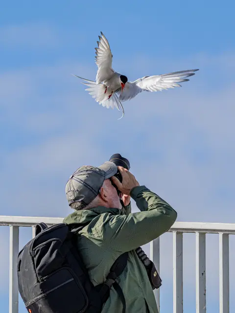 Einer der Teilnehmer fotografiert eine Küstenseeschwalbe | Foto: Gabi Feger-Dupuis