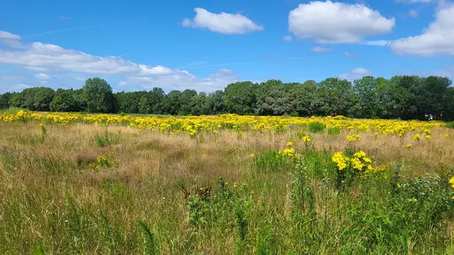 Jakobskraut auf einer Wiese in Tostedt | Foto: sh
