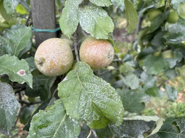 Äpfel mit Sonnenschutz aus einem Gesteinsmehl | Foto: sts