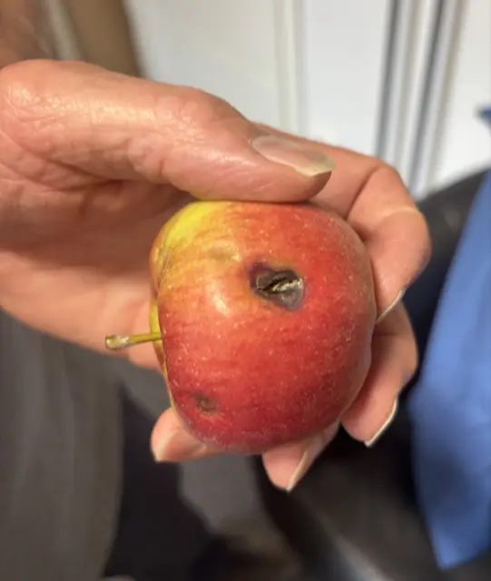 Apfel mit Hagelschaden | Foto: sts