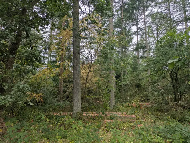 Die Stadt Buchholz lässt die Wälder klimaresilienter werden | Foto: Stadt Buchholz