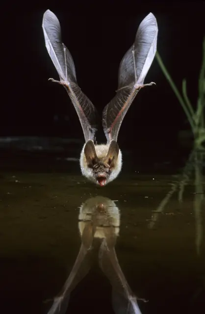 Die heimische Bechsteinfledermaus auf Jadg | Foto: Dietmar Nil