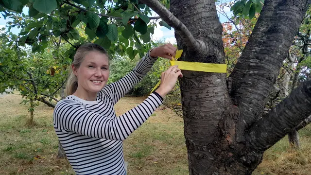Christin Hagedorn von der Abteilung Umwelt und Freiraumplanung der Hansestadt Stade markiert einen Baum auf der neuen Stadtobst-Fläche in Wiepenkathen | Foto: Hansestadt Stade