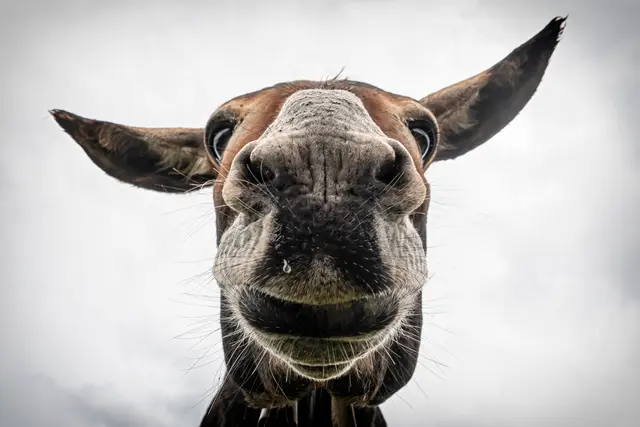 Symbolfoto | Foto: AdobeStock/Nikokvfrmoto