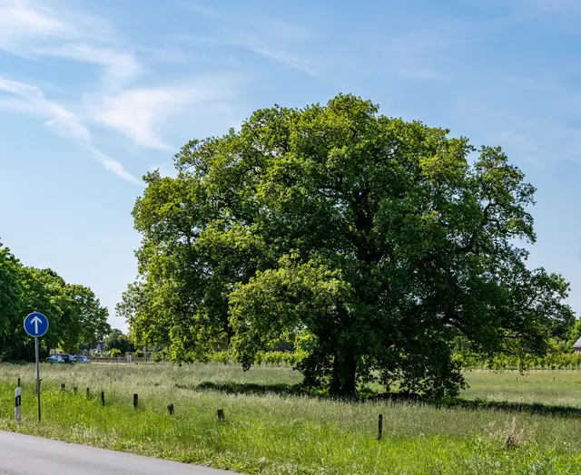 Die Eichen haben unter der Trockenheit sehr gelitten | Foto: Strannik / sk