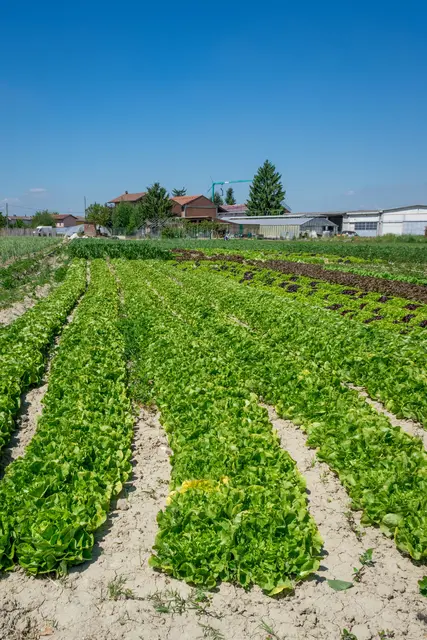 In Niedersachsen werden mehr Bio-Flächen in der Landwirtschaft genutzt | Foto: Juan Moccagatta