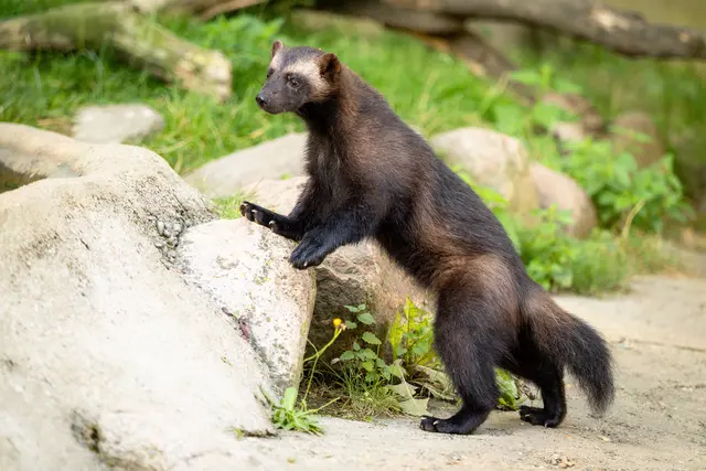 Die junge Vielfraße-Dame Tyra erkundet zum ersten Mal ihr neues Zuhause | Foto:  Wildpark Lüneburger Heide / Thomas Ix