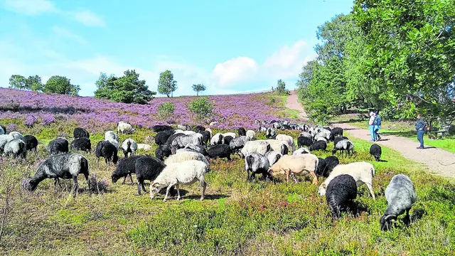 Wo sonst die Heidschnucken die Vegetation kurz halten, führen die Laufstrecken entlang | Foto: Verein