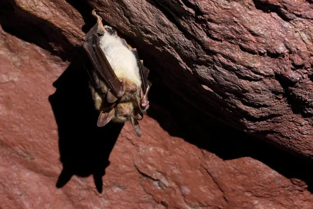 Die Batnight hat viele Menschen in der Region begeistert | Foto: NABU/Otto Schäfer