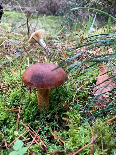 Ob essbar oder giftig, Steinpilz oder nicht - das lernen die Teilnehmenden auf einer Pilzwanderung im Buchwedel.  | Foto: Stadt Winsen