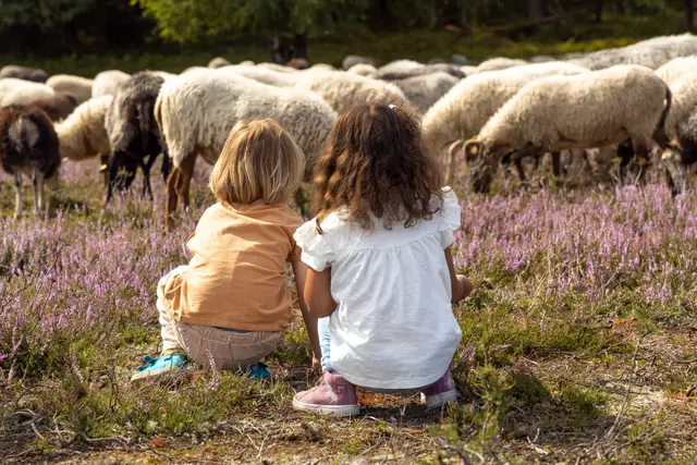 Entdeckungstouren in der Heide gibt es zum Weltkindertag. Im Jahr der Heidschnucke stehen natürlich die Heidschnucken besonders im Fokus. | Foto: Lüneburger Heide GmbH – Thorsten Link 