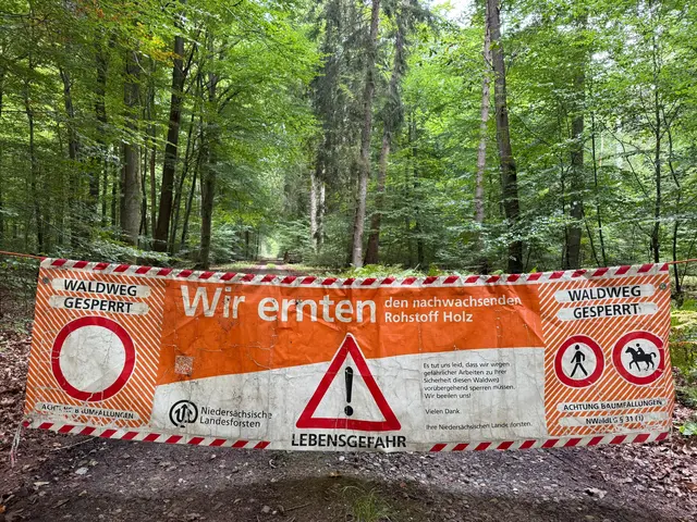 Im Neukloster Forst werden wegen Baumfällungen Wege gesperrt | Foto: Niedersächsische Landesforsten