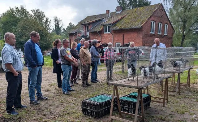 Die sorgfältige Auswahl der Tiere ist unverzichtbar für eine erfolgreiche Zucht | Foto: Geflügelzuchtverein Winsen/Luhe