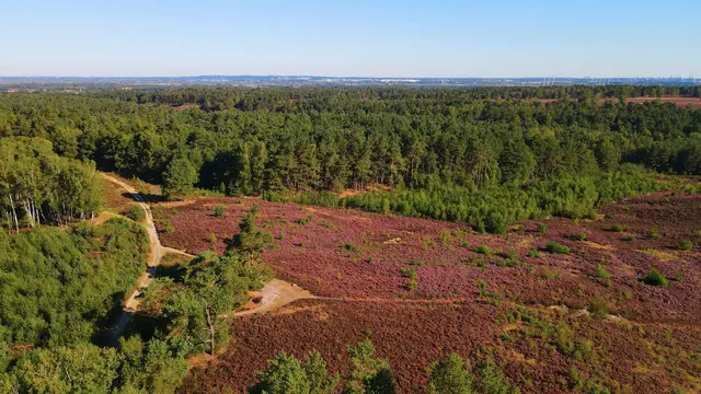 Die Wulmstorfer Heide ist ein wertvoller Lebensraum für seltene Arten und ein wichtiges Erholungsgebiet. Eine Exkursion findet am 9. Oktober statt, zum Entkusseln wird am 24. Oktober aufgerufen. | Foto: Landkreis Harburg
