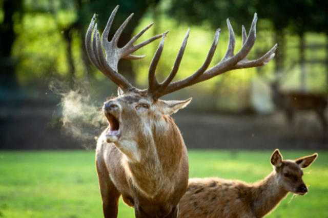 Der Ruf des Rothirsches ist unüberhörbar und beeindru-
ckend zugleich. | Foto: Wildpark / Thomas Ix 