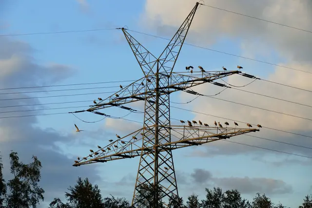 Diese "Storchen-Gang" hat sich einen Schlafplatz auf einem  Strommast ausgesucht | Foto: Janette Hagedoorn-Schüch