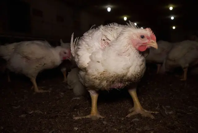 Verletzte, geschwächte und verschmutzte Hähnchen sind auf dem veröffentlichten Material zu sehen | Foto: ANINOVA e.V. 