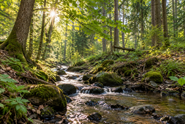 Die Natur als Erlebnisort (Symbolbild) | Foto: KI