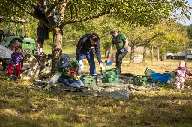Obst aufsammeln  | Foto: Förderverein 