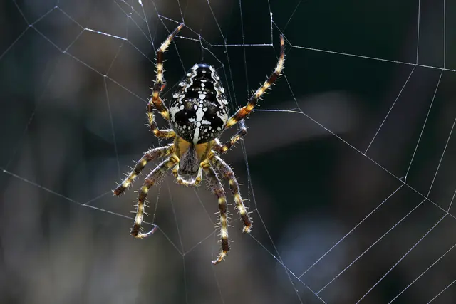 Eine Kreuzspinne baut sich ein Netz | Foto: Hans-Joachim Schaffhäuser