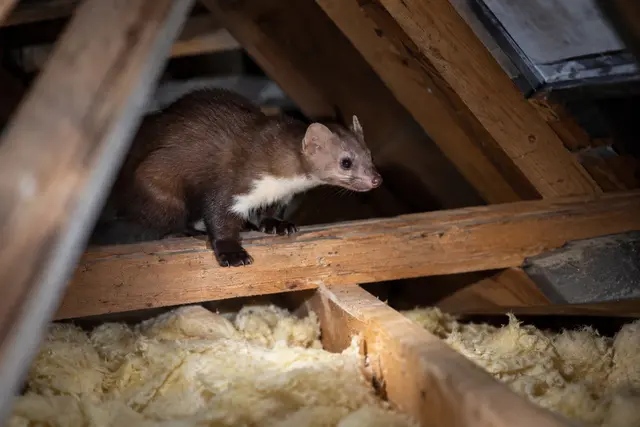 Marder gelangen durch kleine Öffnungen ins Dach | Foto:  SchädlingsHero / KI-generiert mit ChatGPT (OpenAI)
