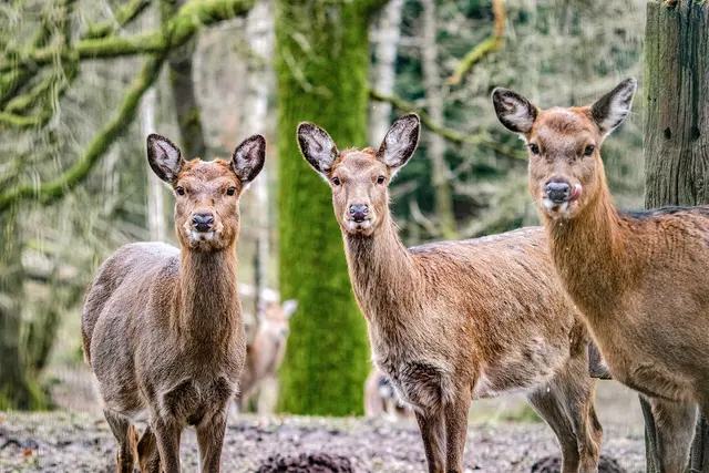 Auch das Dybowskiwild stellt sich auf den Herbst ein
 | Foto:   T. Schomers