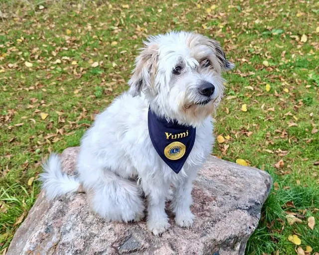 Besuchshund Yumi geht in Rente und sucht Nachfolger 

 | Foto:  Lions Club Buxtehude Franziska von Oldershausen