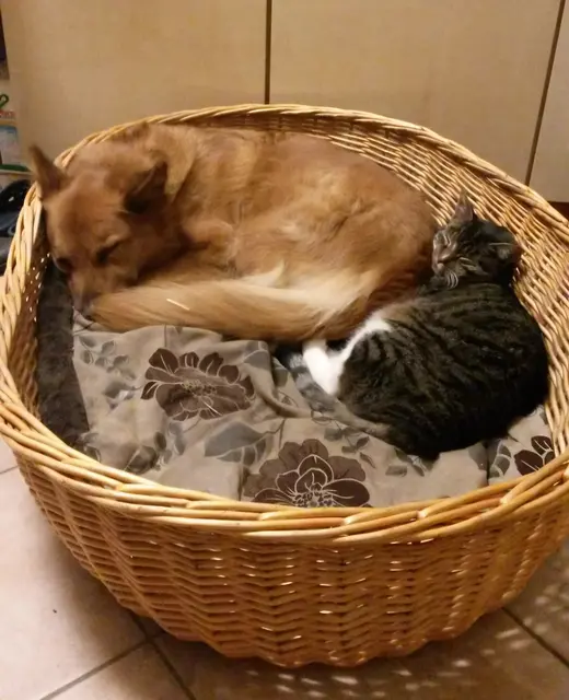 Hund Fee und Kater Dzeko aus Inzmühlen/Handeloh | Foto: Svenja Boger