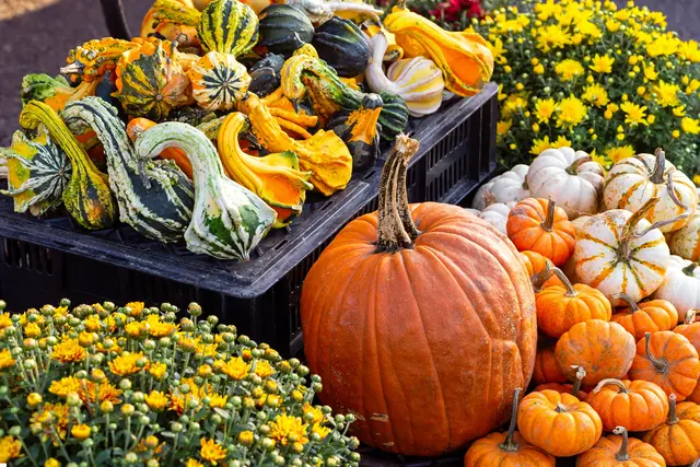 Wenn die Kürbisse reif sind, ist die Herbstzeit -und damit auch die Herbstmarkt-Zeit angebrochen | Foto: AdobeStock_lindahughes