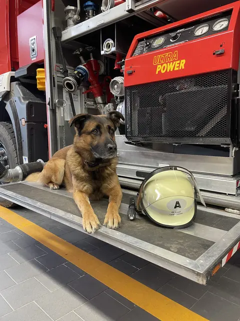 "Feuerwehrschnuffi" Bruno aus Grauen (Appel) | Foto: Luca Friedrich