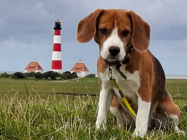 Honey aus Heidenau | Foto:  A. Brenner