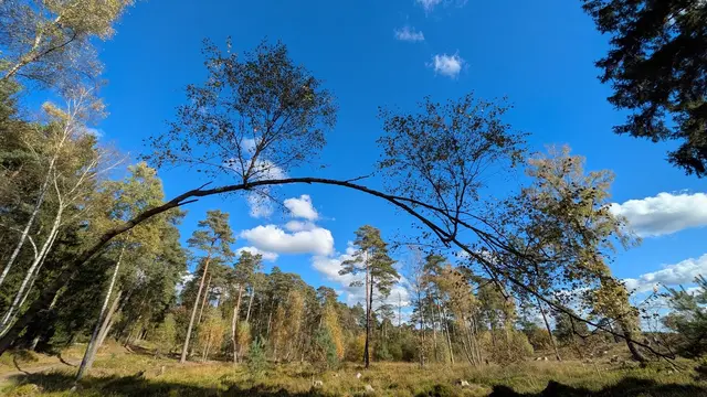 Ein lichter und ökologisch wertvoller Waldrand entsteht am Büsenbachtal.  | Foto: Landkreis Harburg