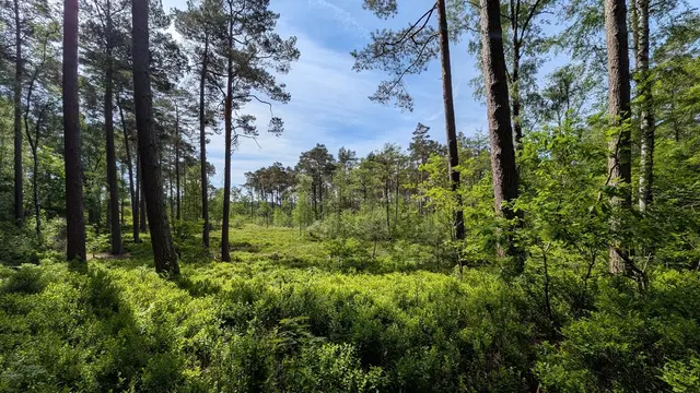 Im Naturschutzgebiet lässt sich an verschiedenen Stellen sehen, wie sich die neu entstehenden lichten Bereiche schon nach kurzer Zeit in die Landschaft einfügen. | Foto: Landkreis Harburg