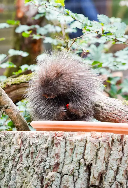 Herbstlicher Neuzugang: Im Wildpark Schwarze Berge wohnt jetzt ein Baumstachler | Foto: Wildpark Schwarze Berge